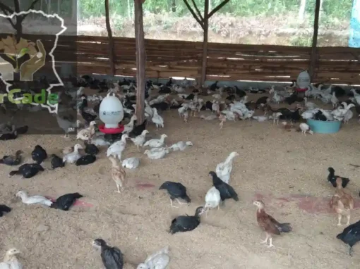 WP5 – Réunions de coordination pour la mise en place du Living Lab d’élevage avicole (12 et 19 décembre)