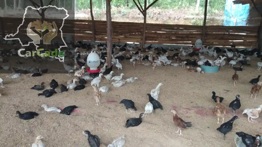 Living Lab d’élevage avicole